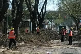 Mantenimiento de arbolado Mantenimiento de arbolado
