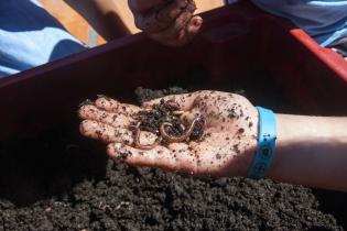 Vermicompostaje Vermicompostaje