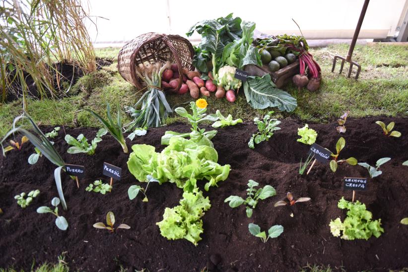 Actividades por el Día Mundial de la Inocuidad Alimentaria en la explanada de la Intendencia de Montevideo