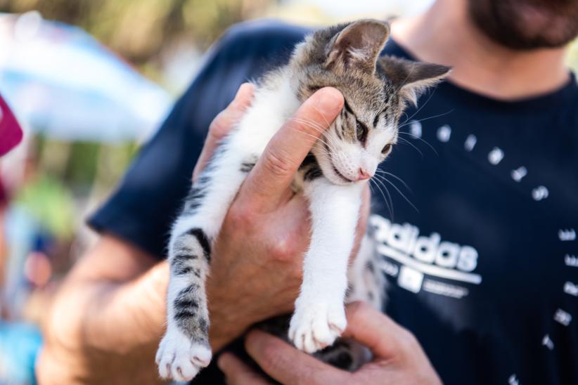 Jornada de adopción de animales de compañia organizada por la Asociación Animalista LIBERA