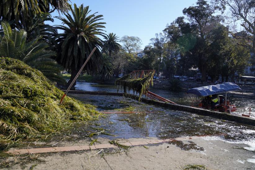 Limpieza del lago del Parque Rodó 