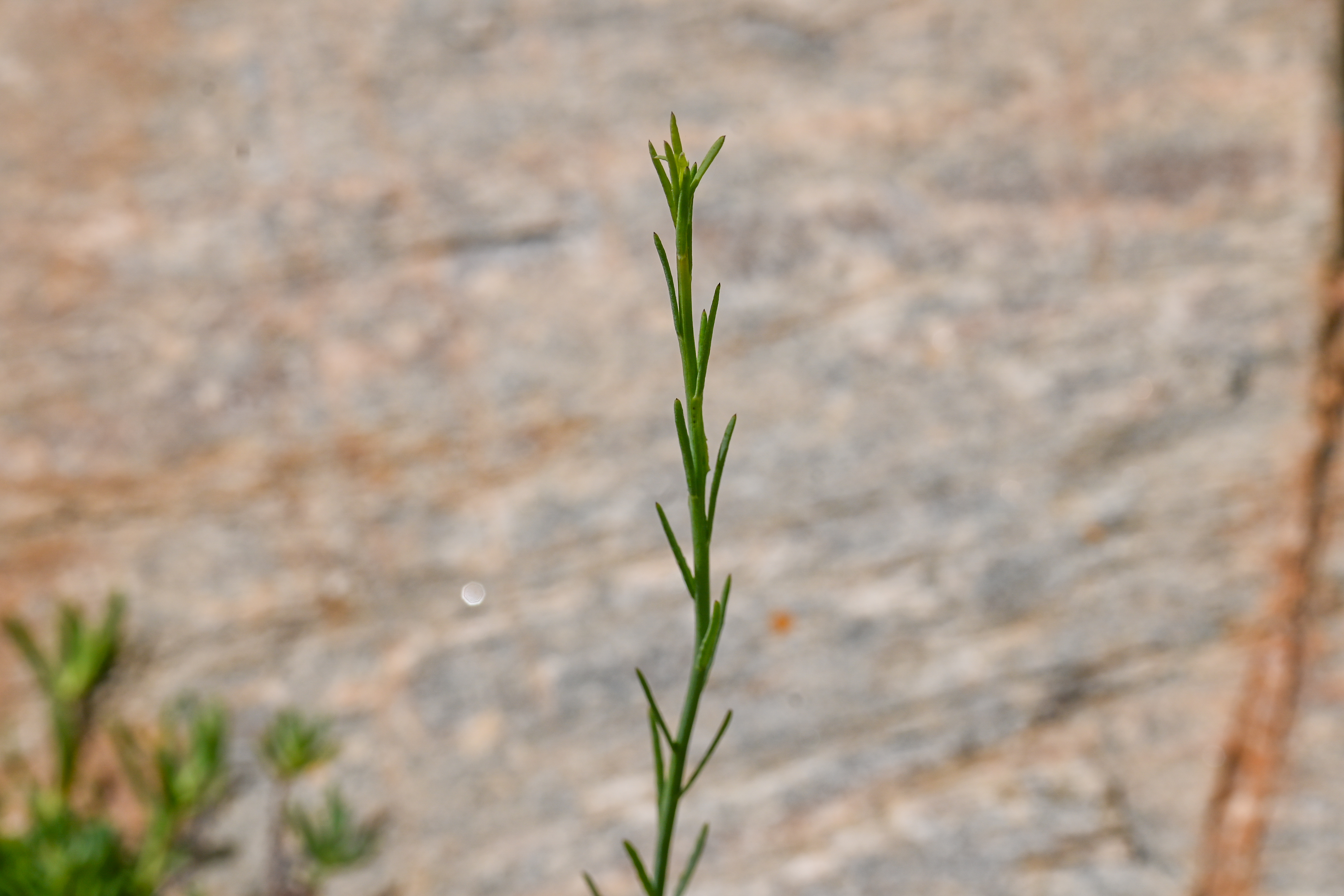 Baccharis juncea