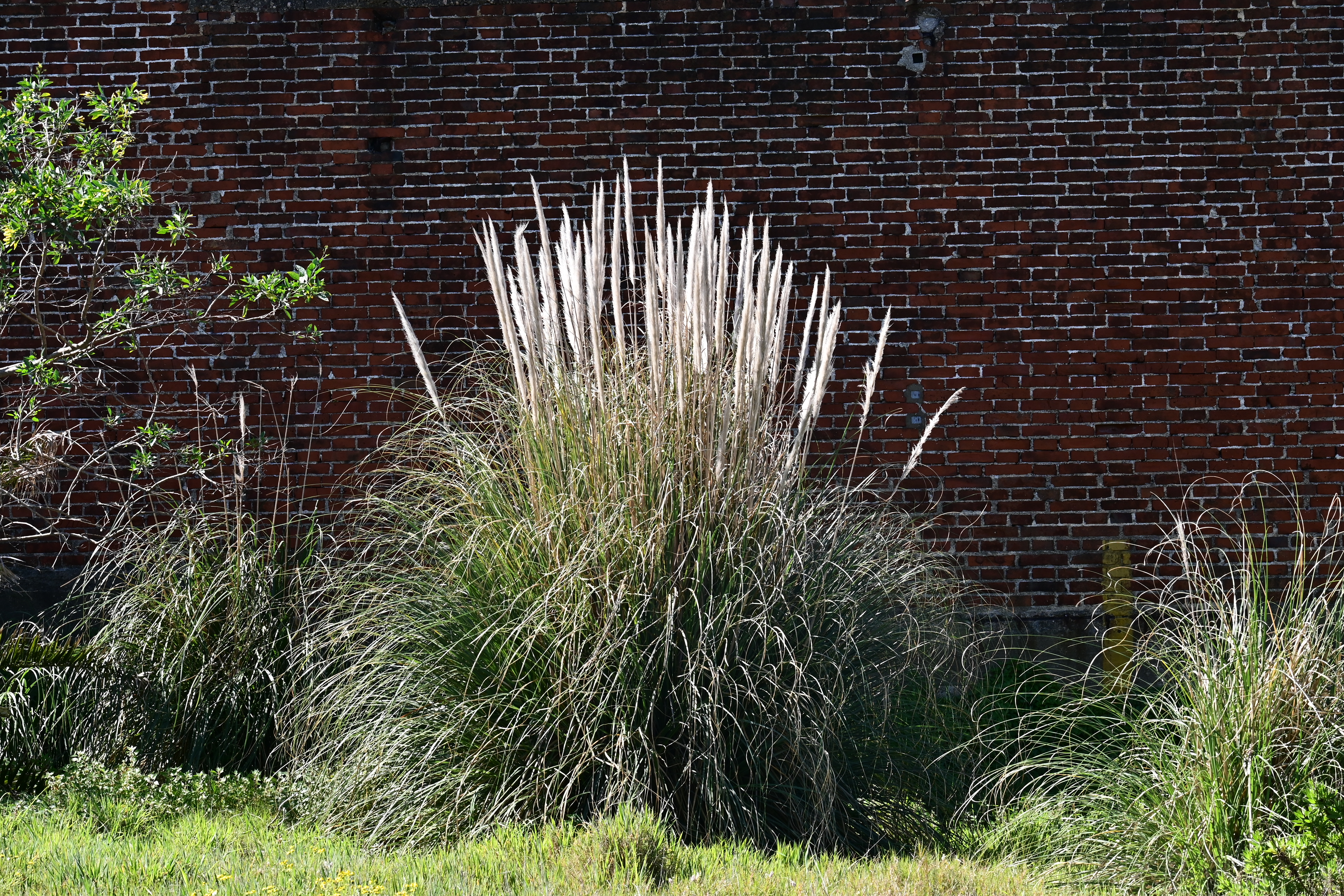Cortaderia selloana - Rabo de Zorra