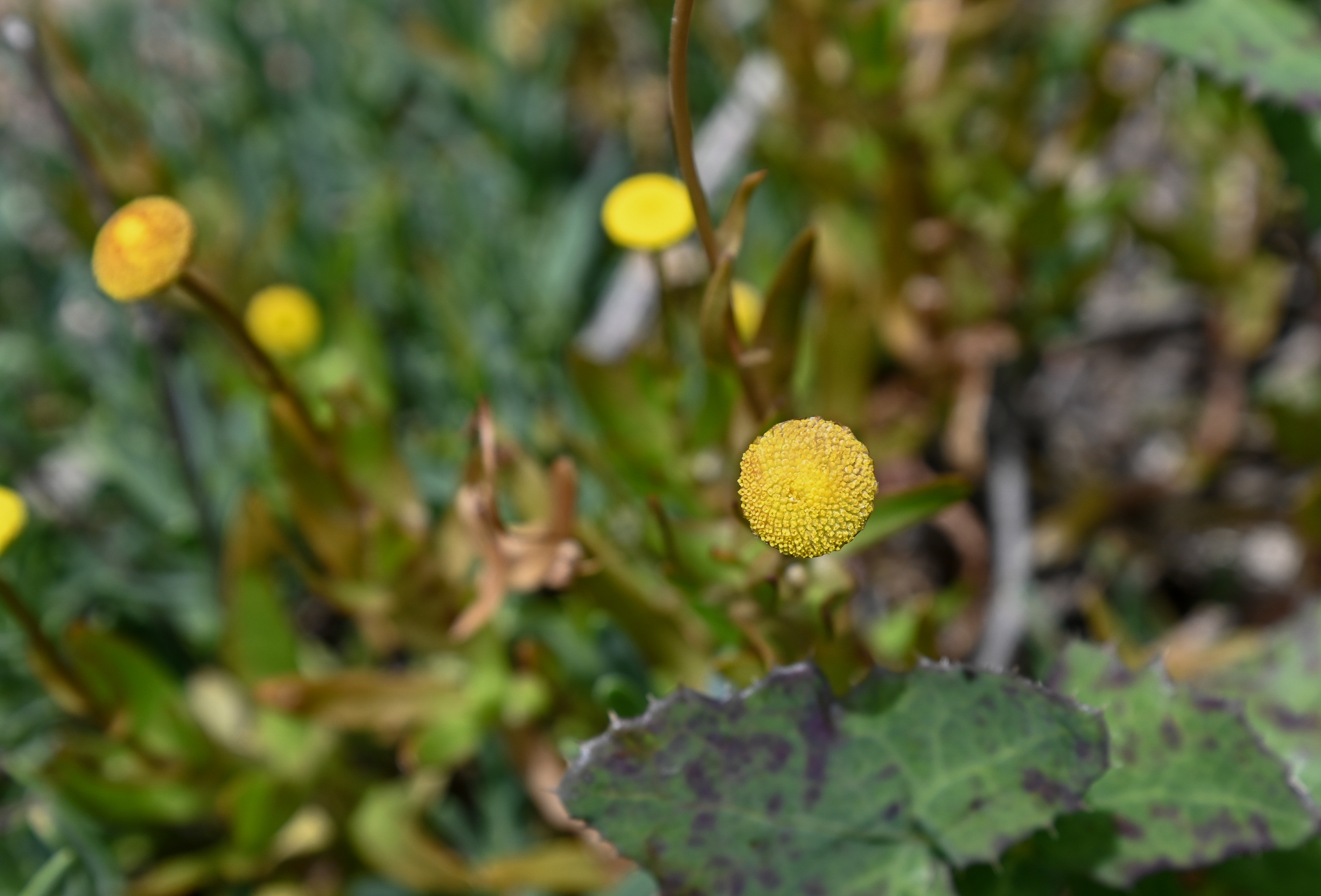 Cotula coronopifolia - Botón de oro
