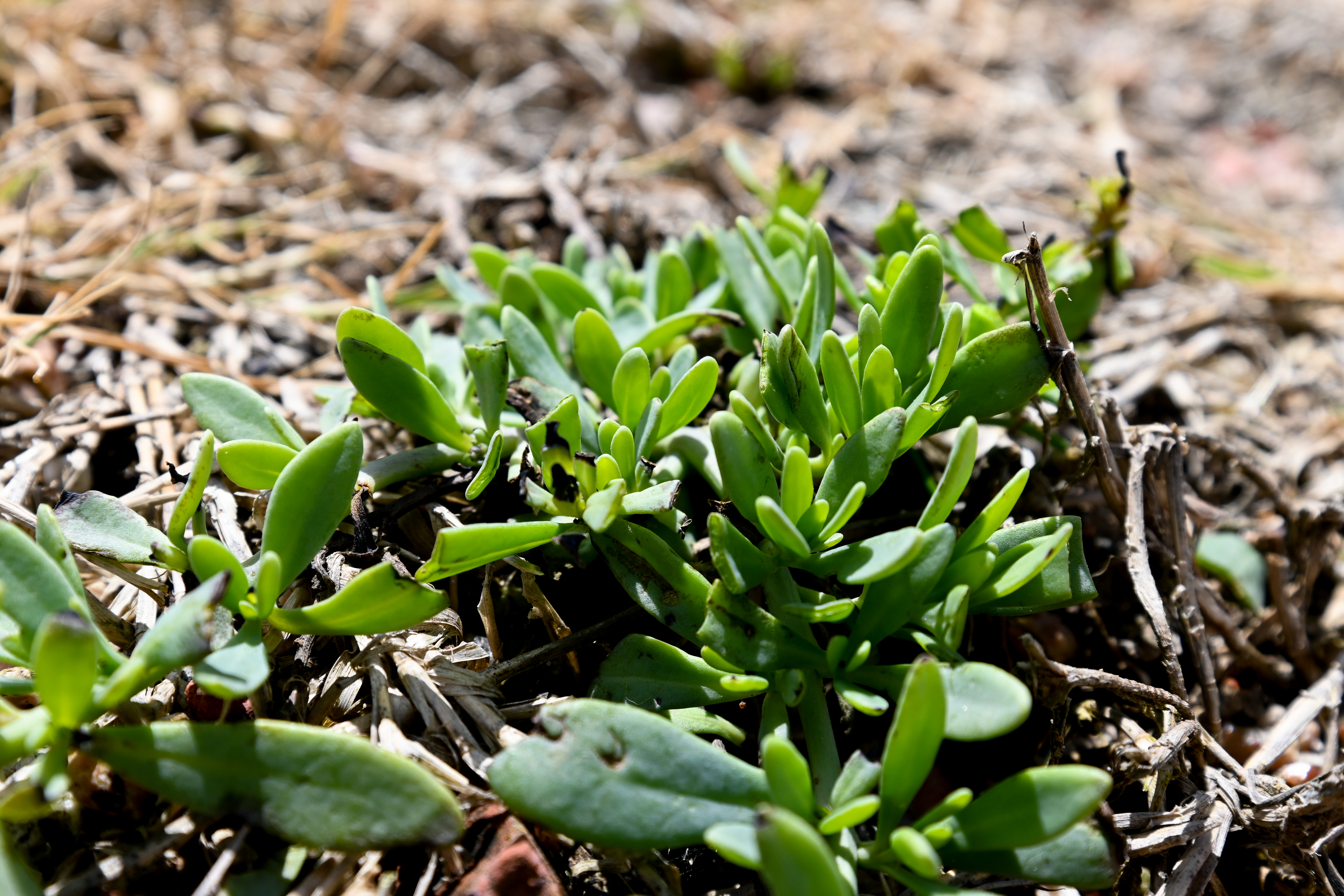 Heliotropium curassavicum