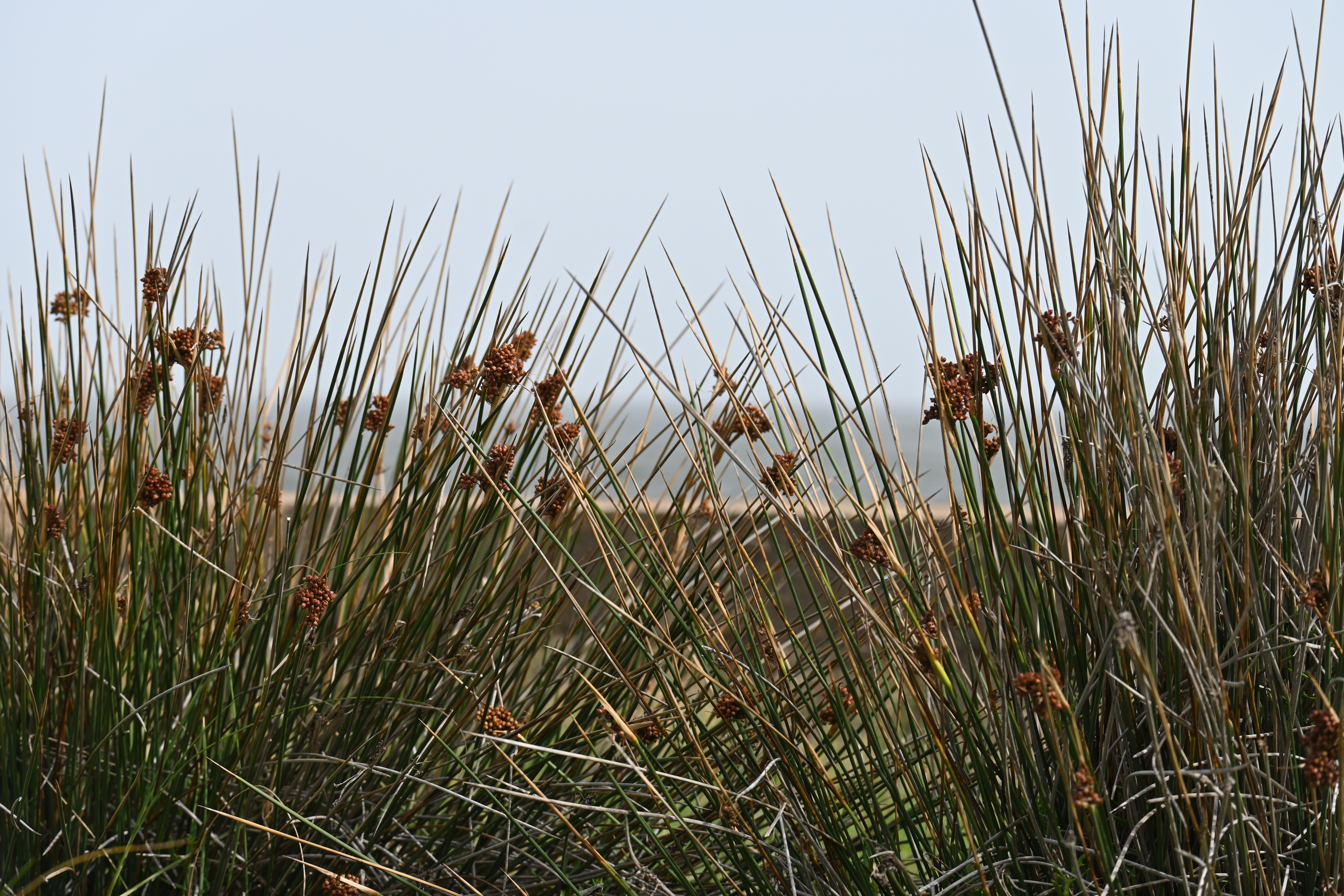 Juncus acutus - Sin nombre común