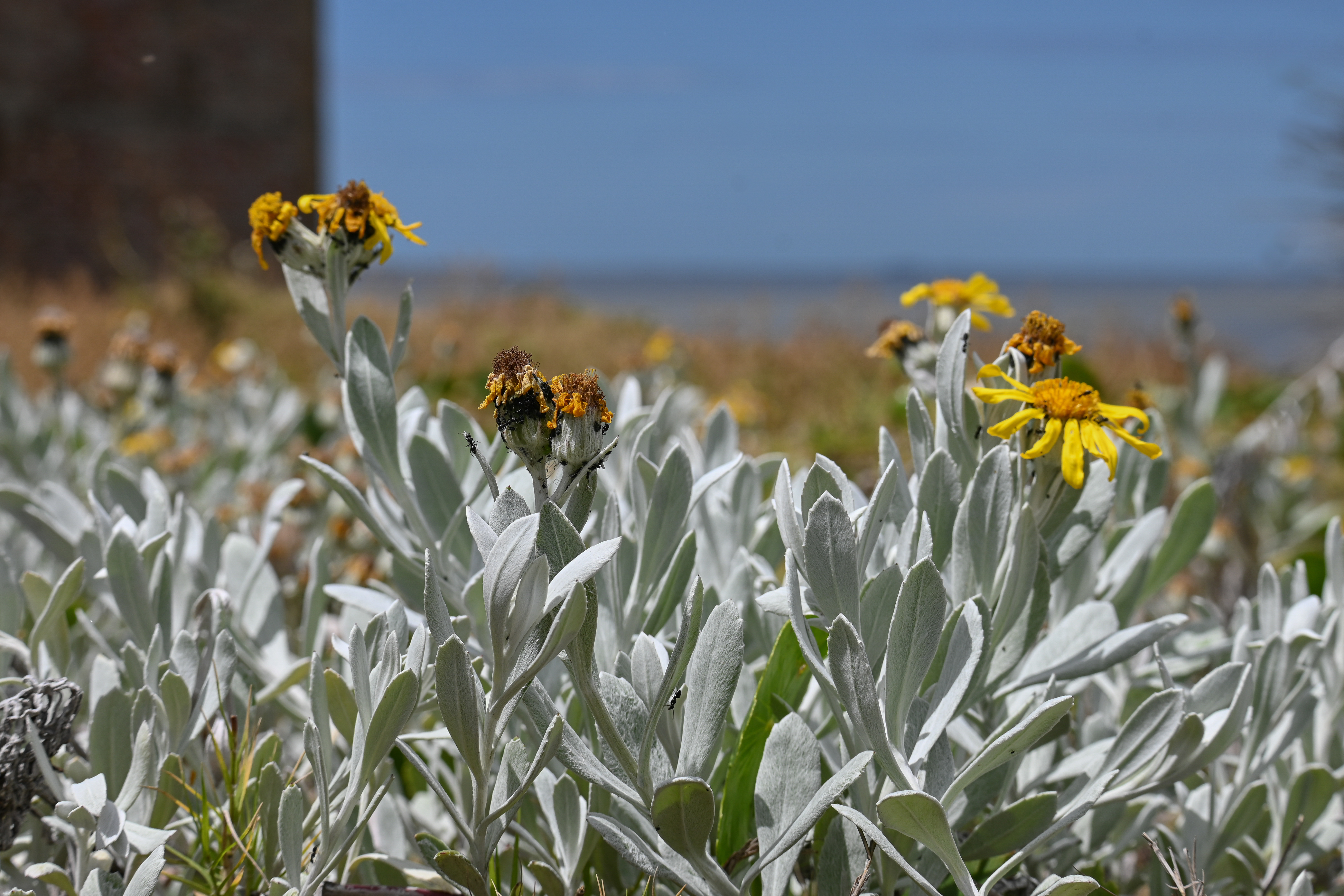 Senecio crassiflorus + Hydrocotyle - Margarita de la costa
