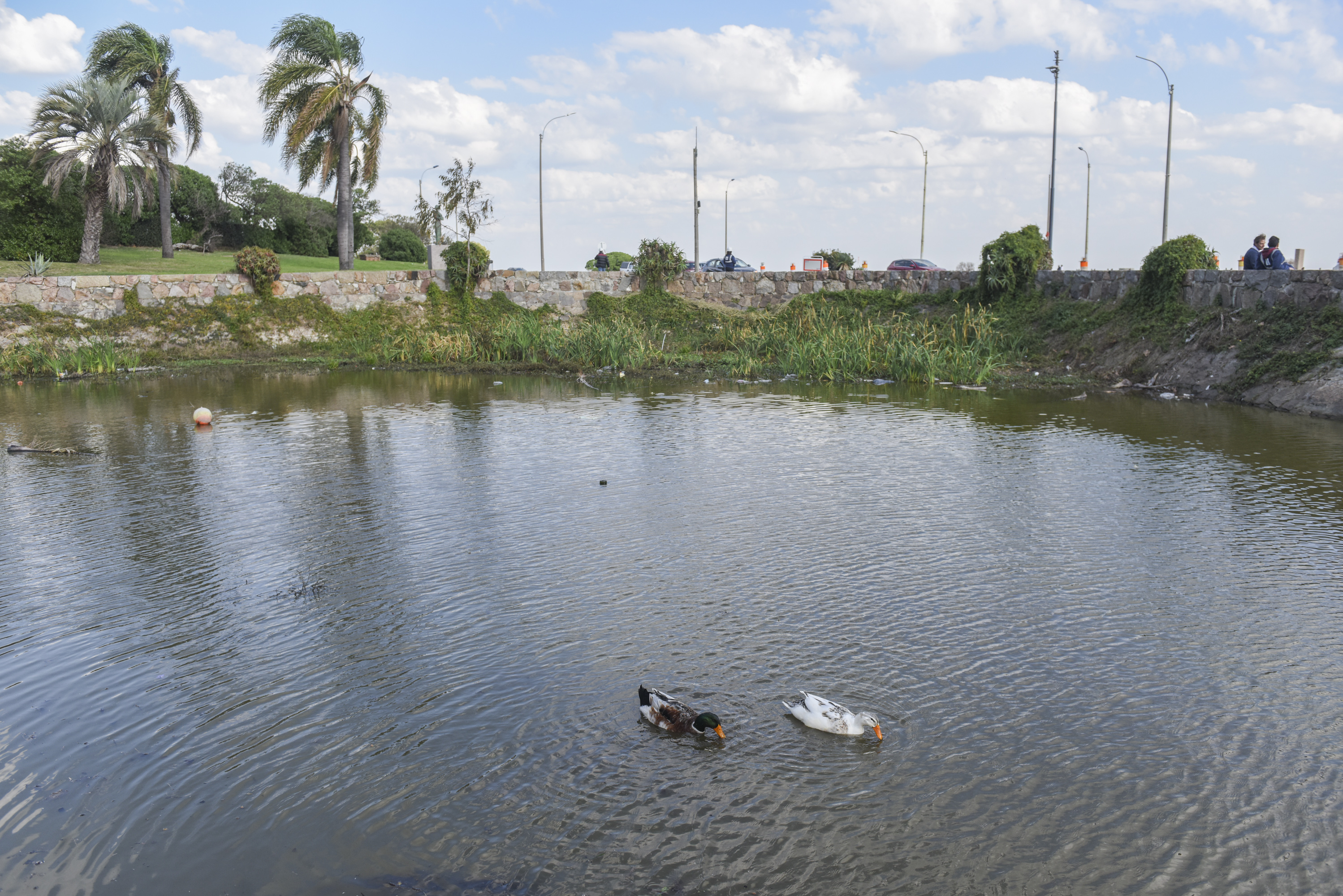 Limpieza del lago Cachón del Parque Rodó