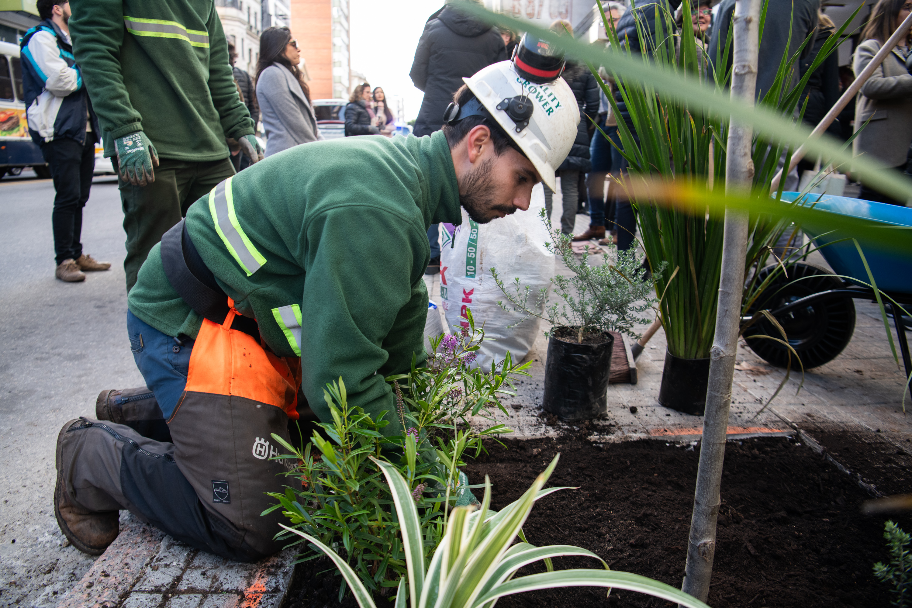 Plantación de árboles en Av.18 de Julio en el marco del proyecto de arbolado en Montevideo