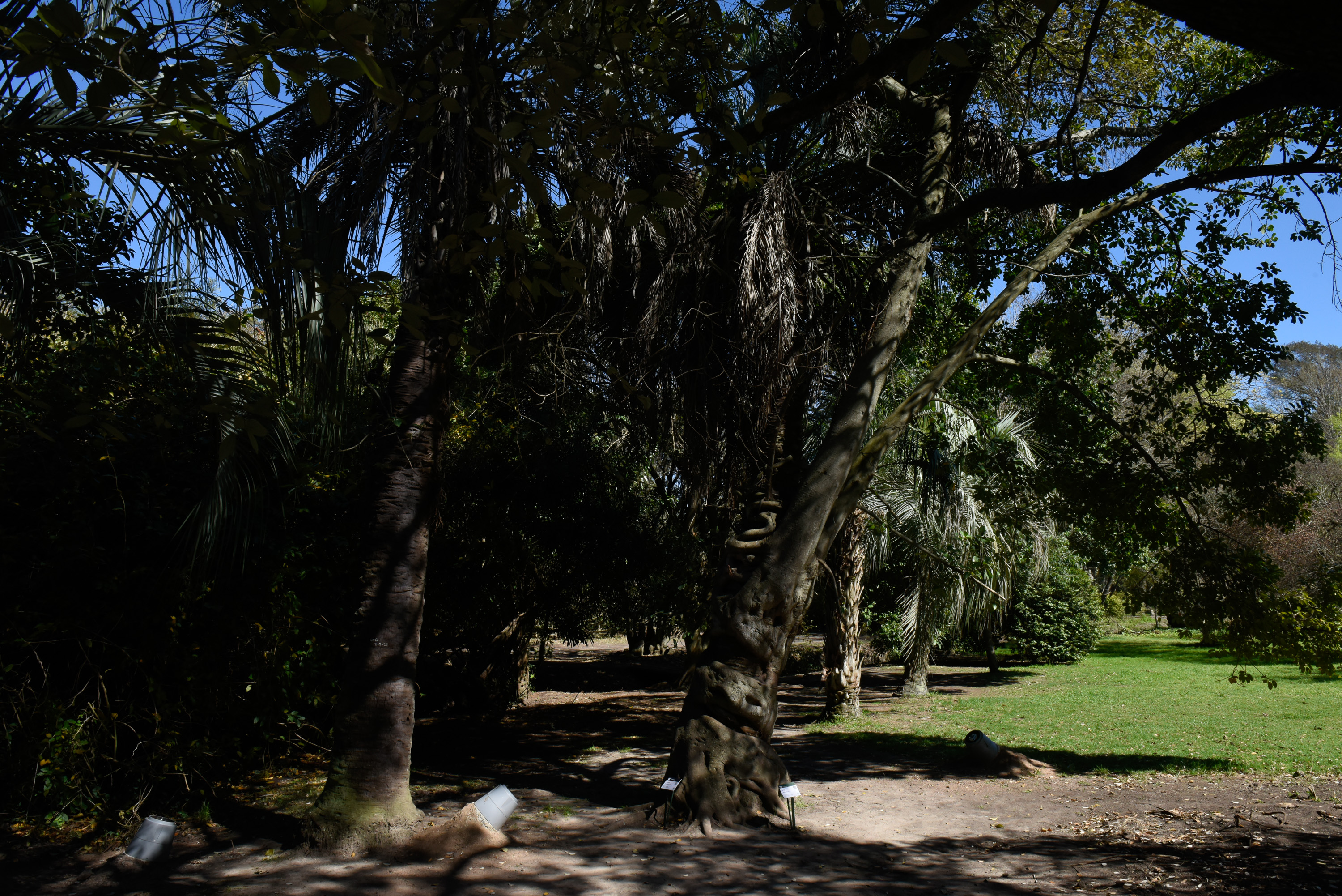 Especies vegetales en el Jardín Botánico