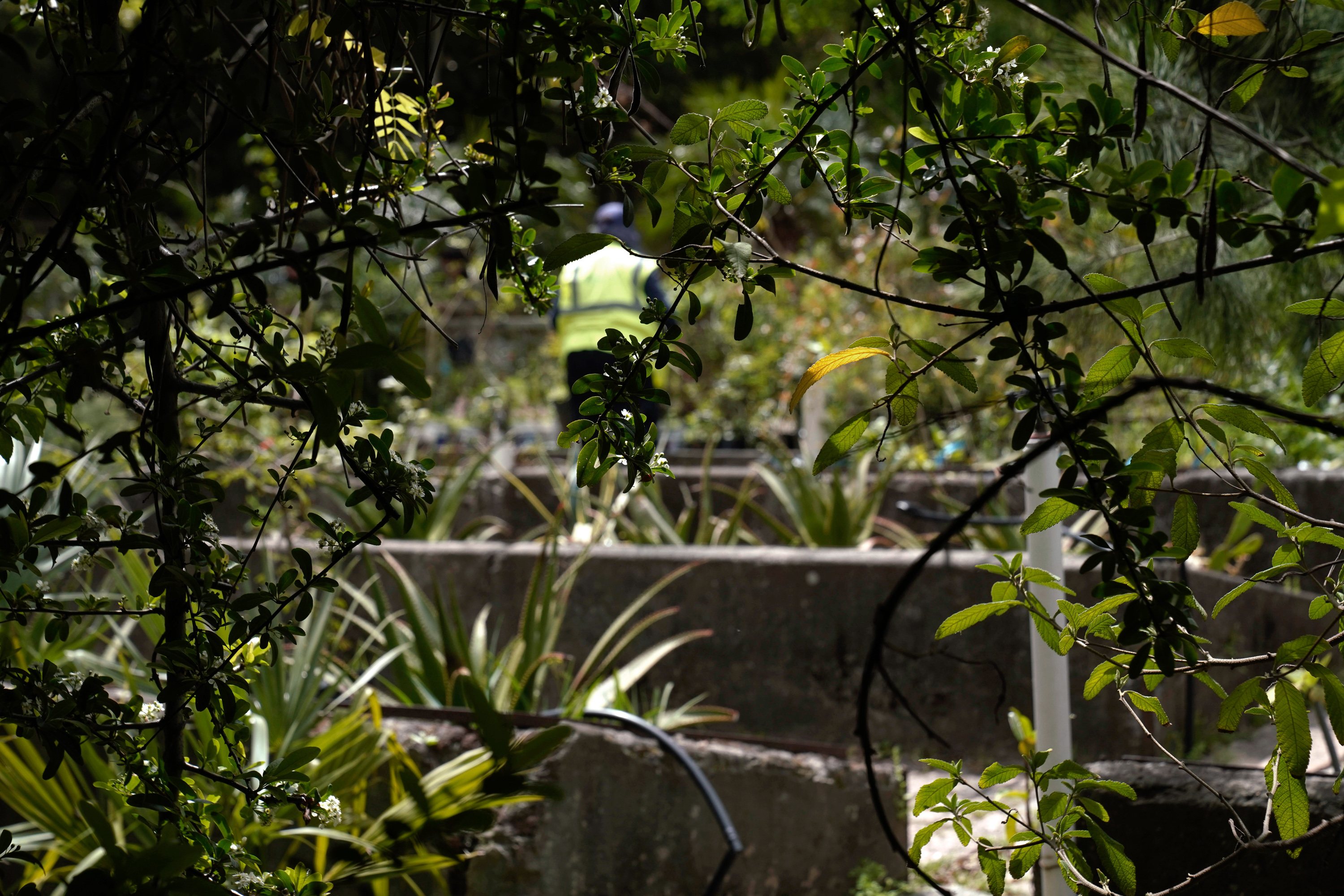 Plantación de bosques urbanos en el Jardín Botánico , 17 de Octubre 2023