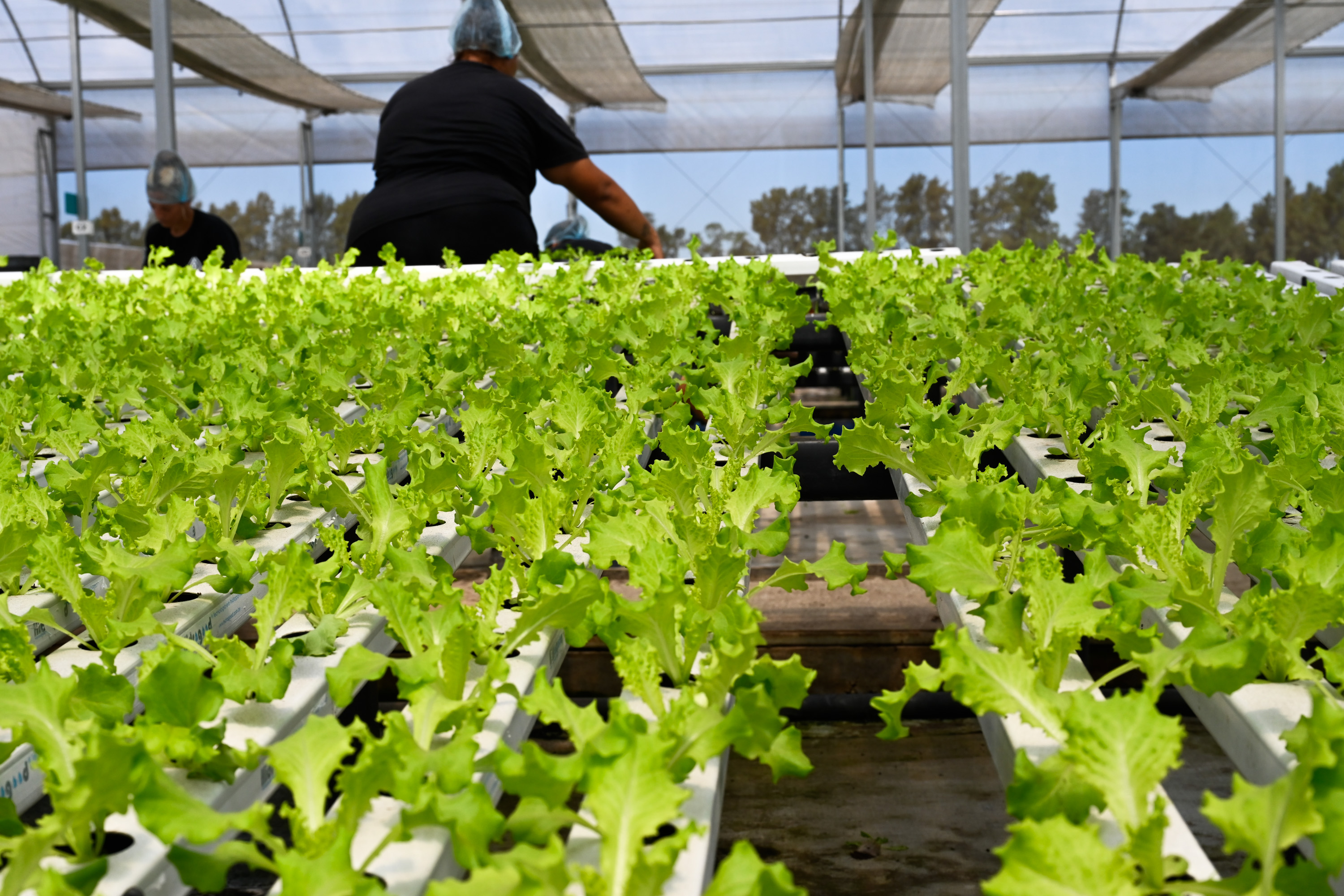 	Visita a instalaciones de Verdeagua, empresa de producción de lechugas hidropónicas