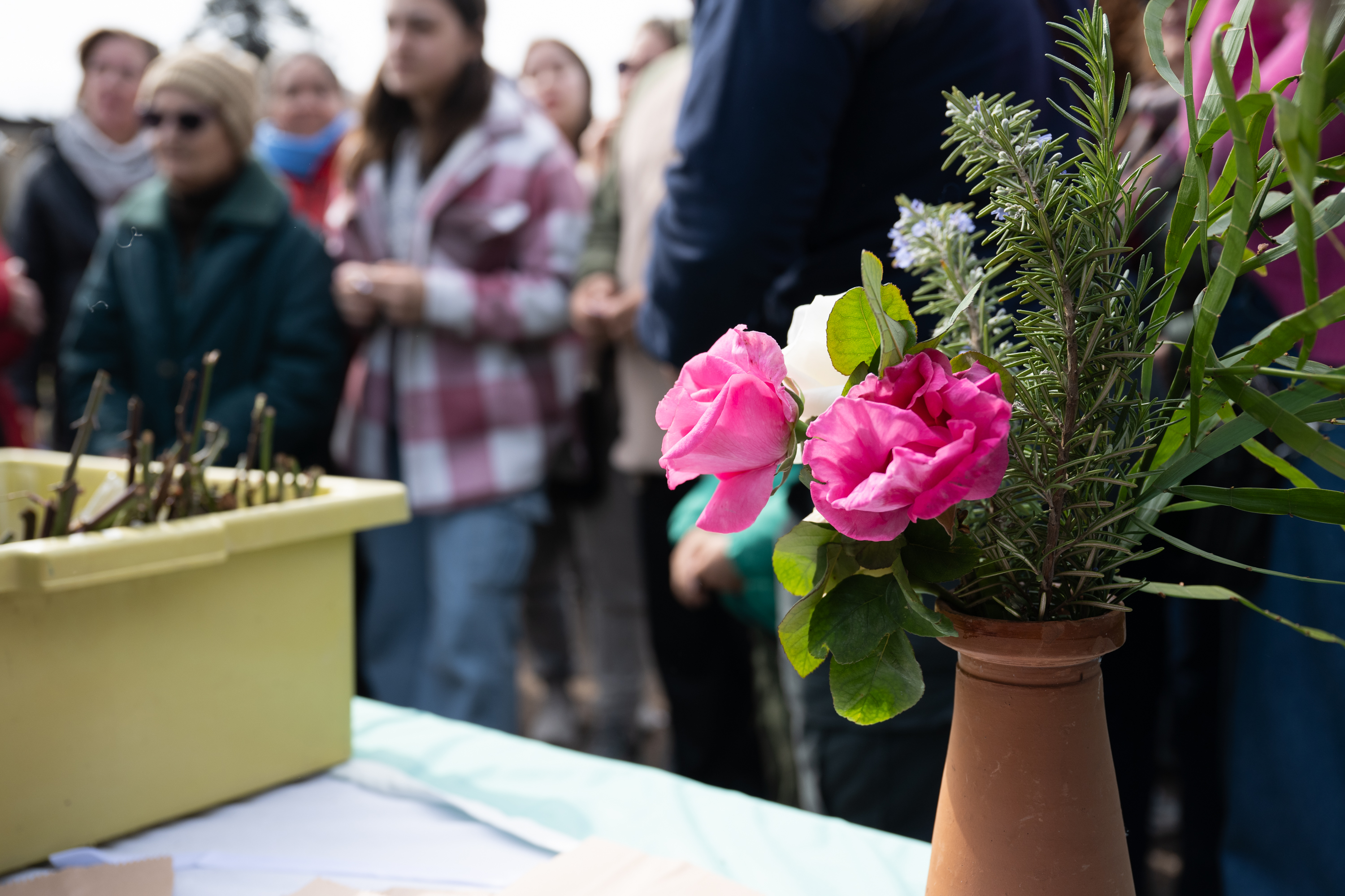 Entrega de estacas de rosas en Rosaleda del Prado