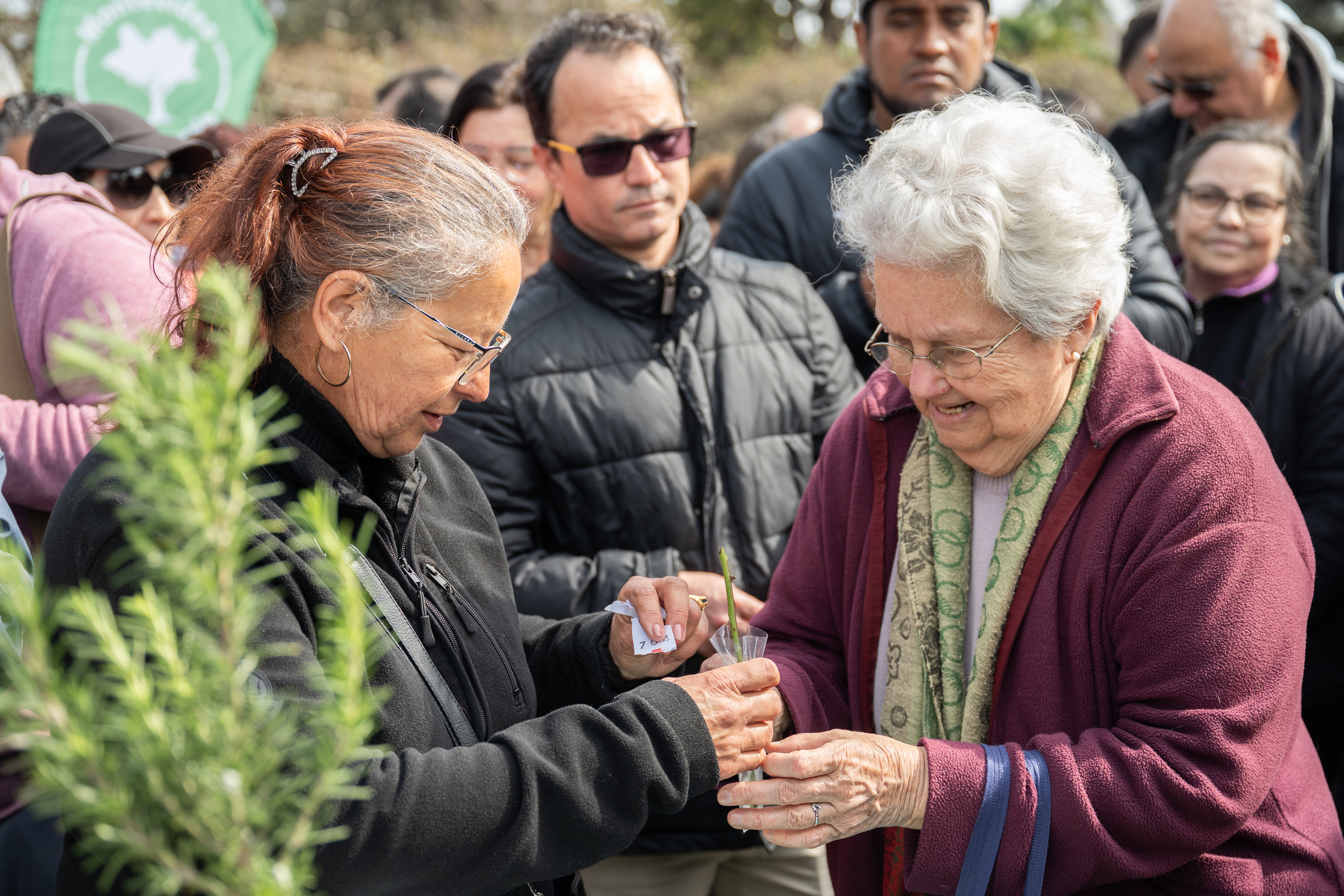 Entrega de estacas de rosas en Rosaleda del Prado