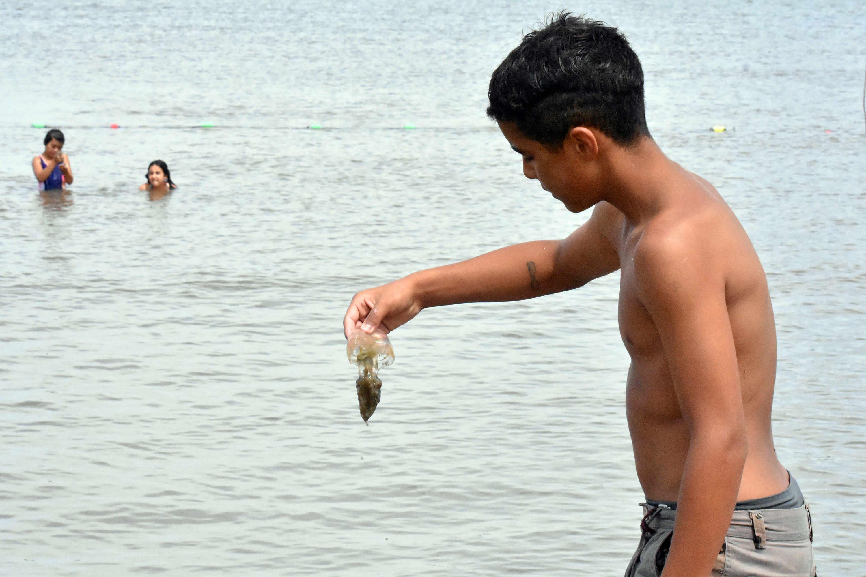 Aguavivas en playa Ramírez