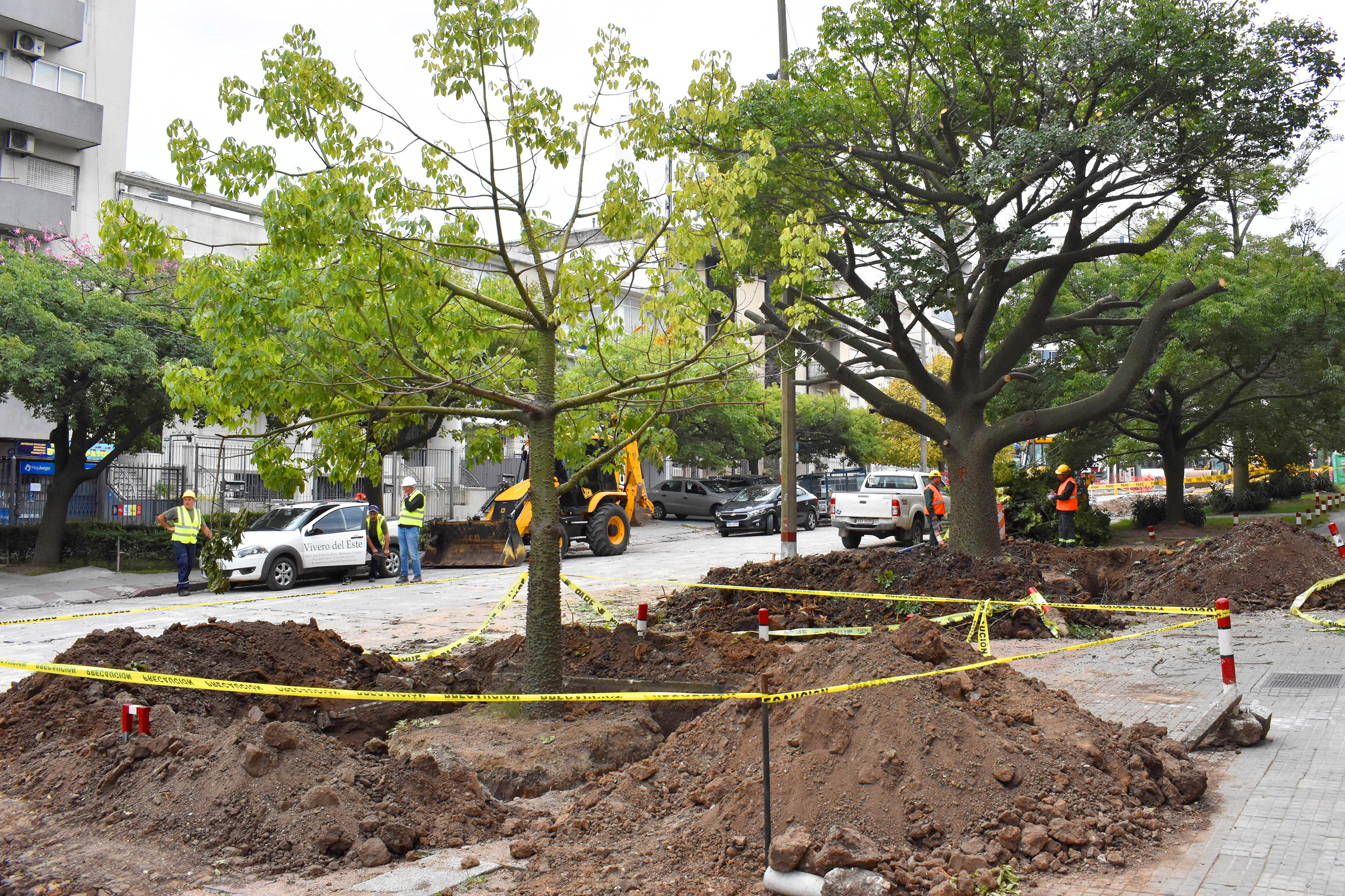 Transplante de árboles 