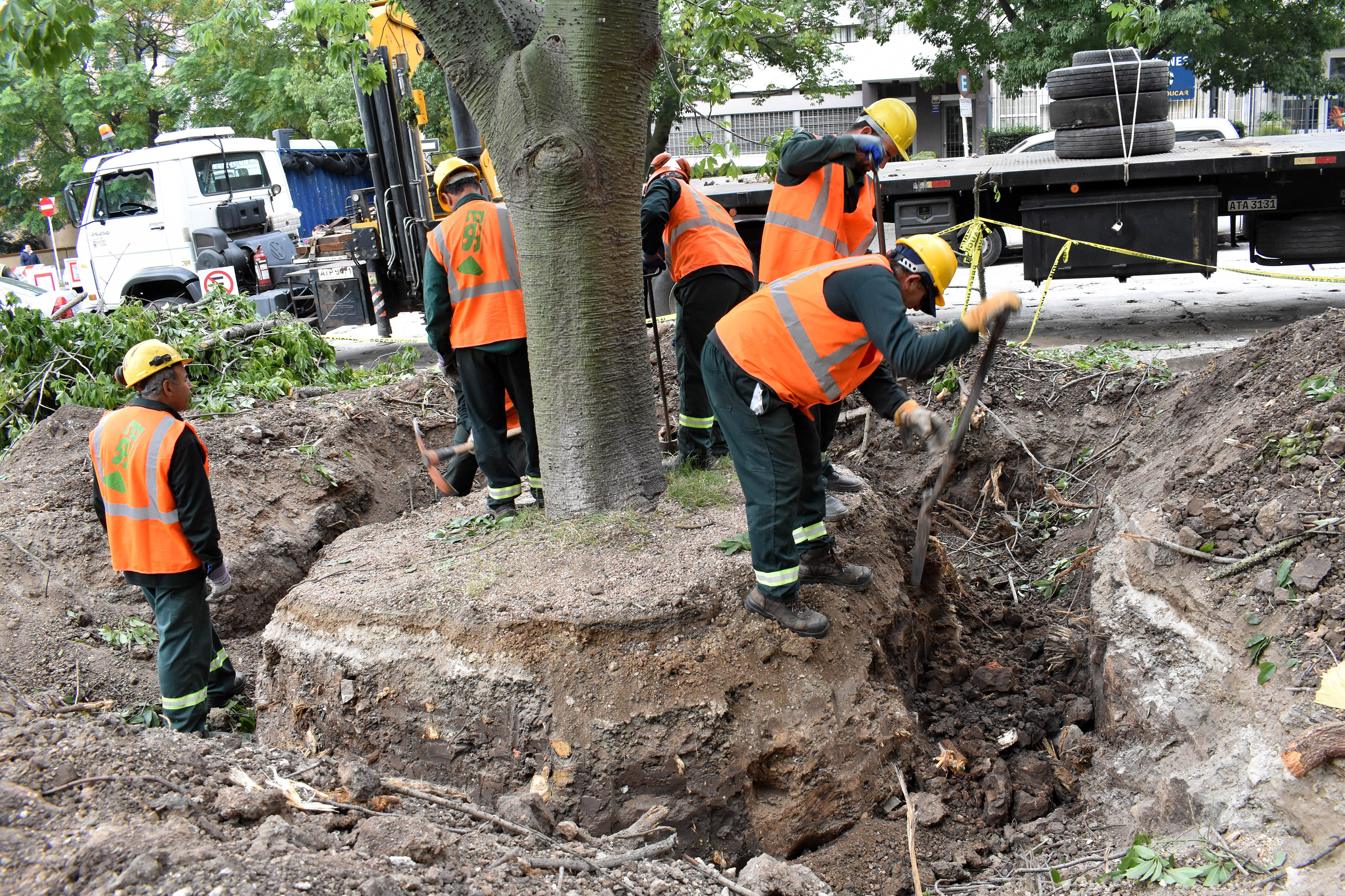 Transplante de árboles 