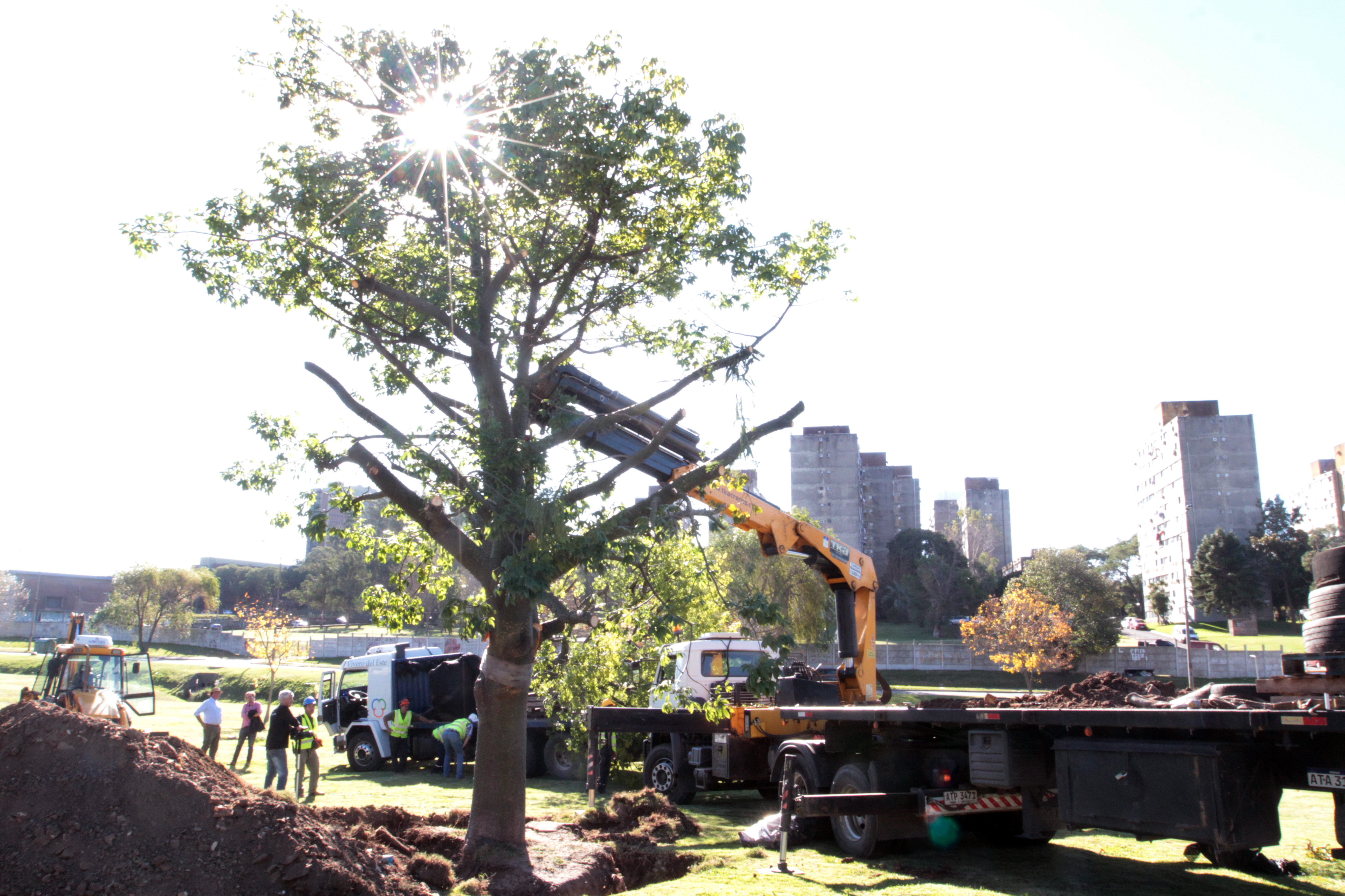 Transplante de árboles 