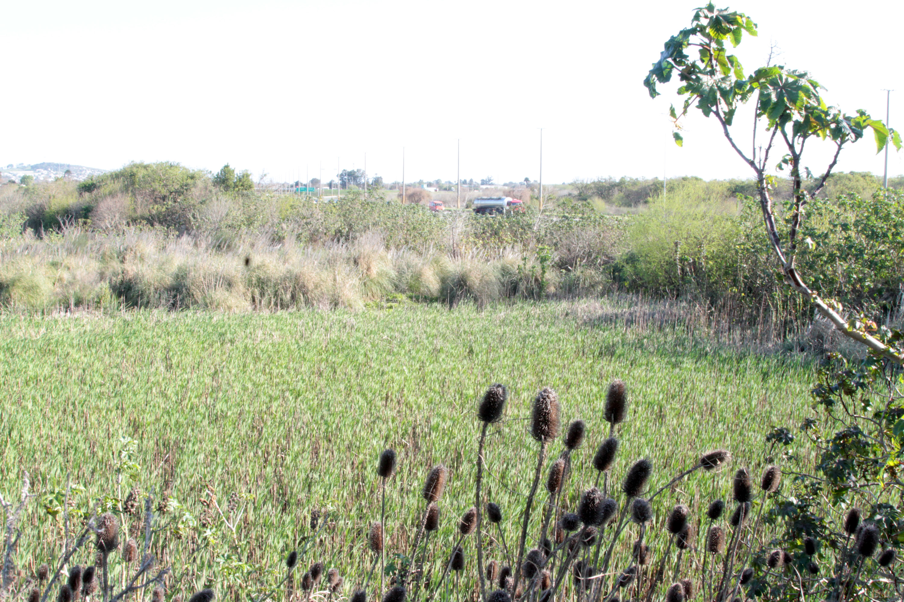 Recorrida arroyo Pantanoso