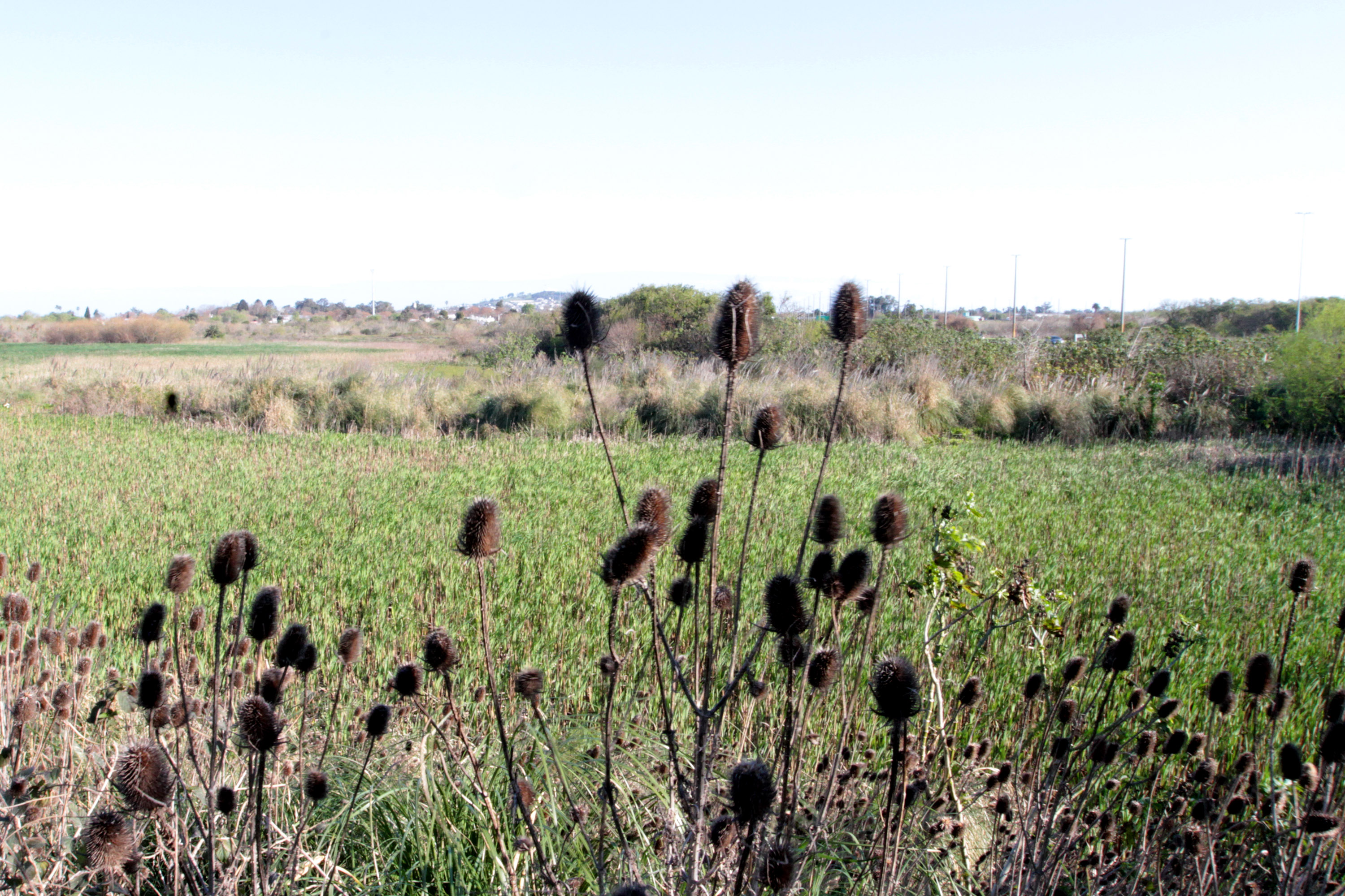 Recorrida arroyo Pantanoso