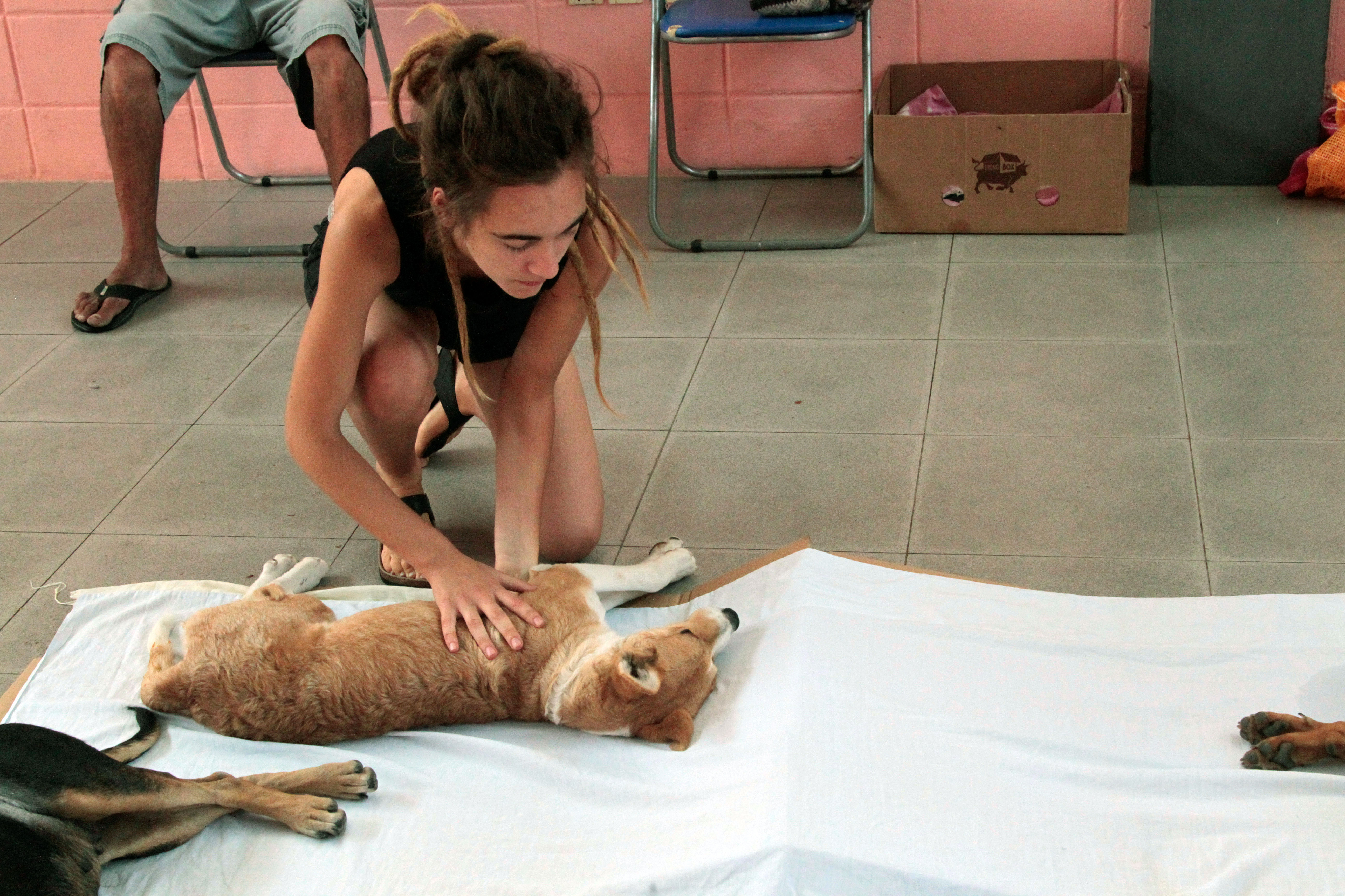 Jornada de castraciones a perros y gatos