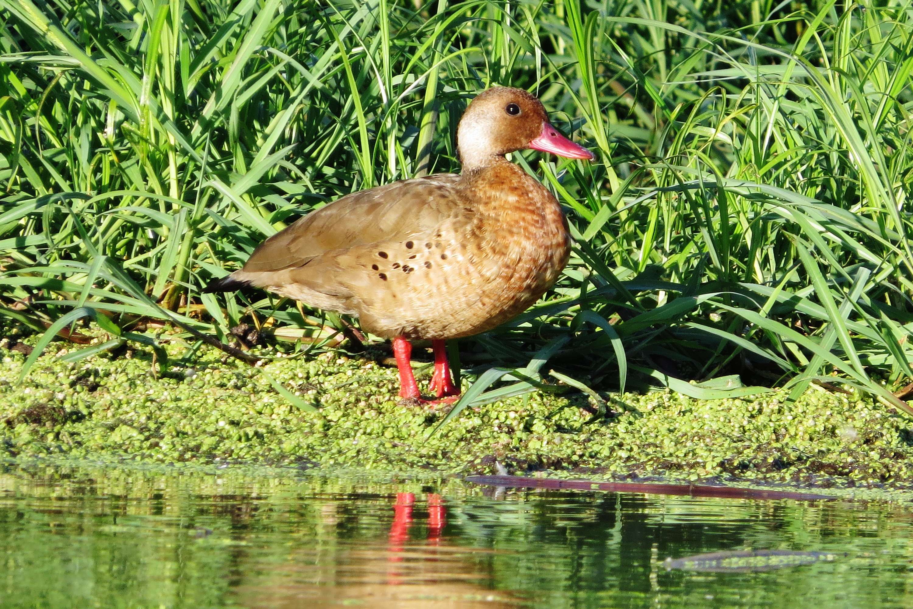 Pato brasilero - Amazonetta brasiliensis