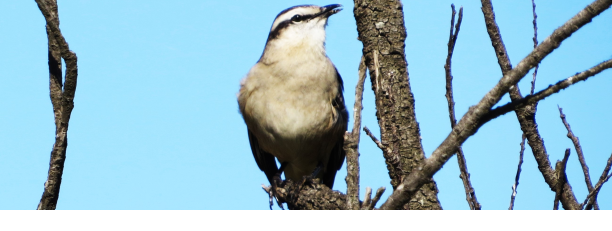 Calandria común