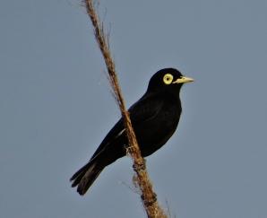 Pico de plata (Himenops perspicillatus)