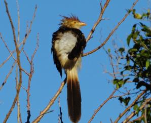 Pirincho (Guira guira)