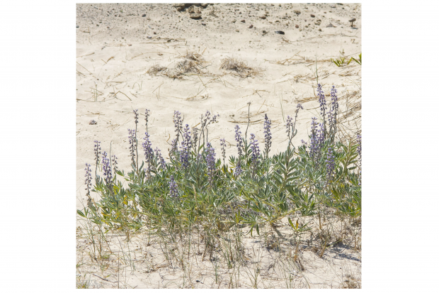 Lupinus albescens. Lupino. Matorral formado en costa del río Uruguay. Colonia, 2020