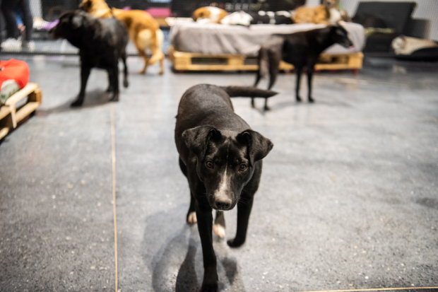 Inauguración del primer Centro de adopción permanente en Montevideo de Animales sin Hogar