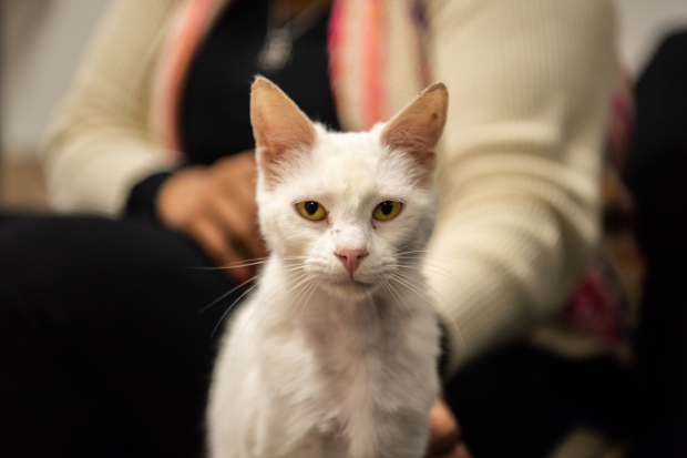 Inauguración del primer Centro de adopción permanente en Montevideo de Animales sin Hogar