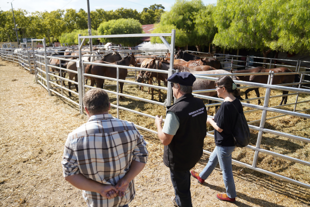 Recorrida con Facultad de Veterinaria, UDELAR, en la Semana Criolla del Prado 2023 