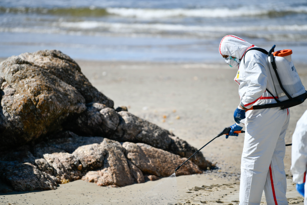 Operativo de CECOED en playa Verde por prevención de gripe aviar