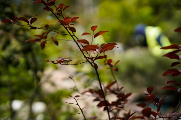 Plantación de bosques urbanos en el Jardín Botánico , 17 de Octubre 2023