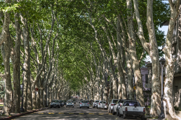 Platanus x acerifolia (plátano híbrido) Avenida 19 de Abril, entre Lucas Obes y Atilio Pelosi