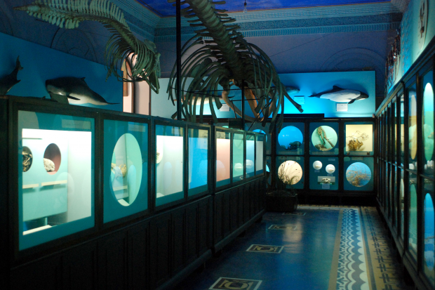 Museo Oceanografico Damaso Antonio Larrañaga