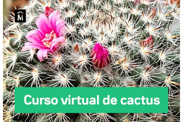 Taller Virtual de Cactus Módulo II