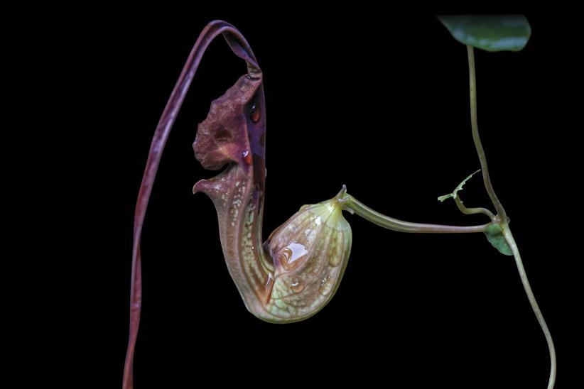 Polinización por engaño. Aristolochia macroura