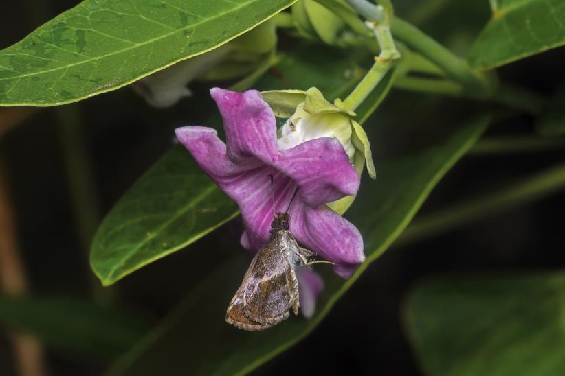 Cazadoras de mariposas. Araujia sericifera