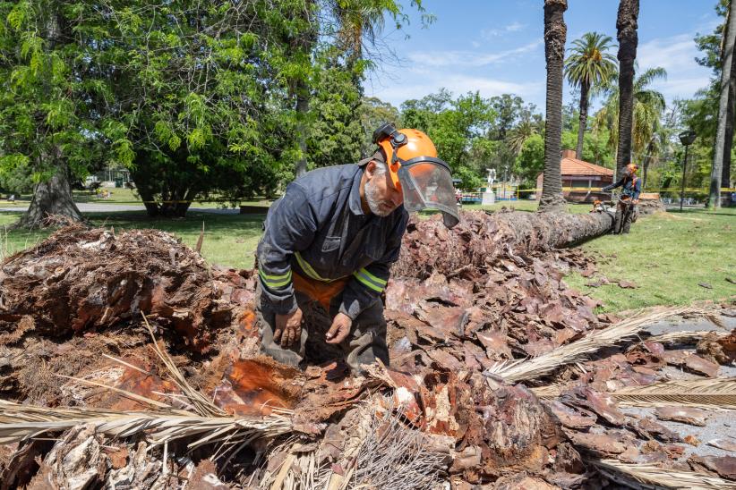 Extracción de palmeras afectadas por el picudo rojo, en zona de