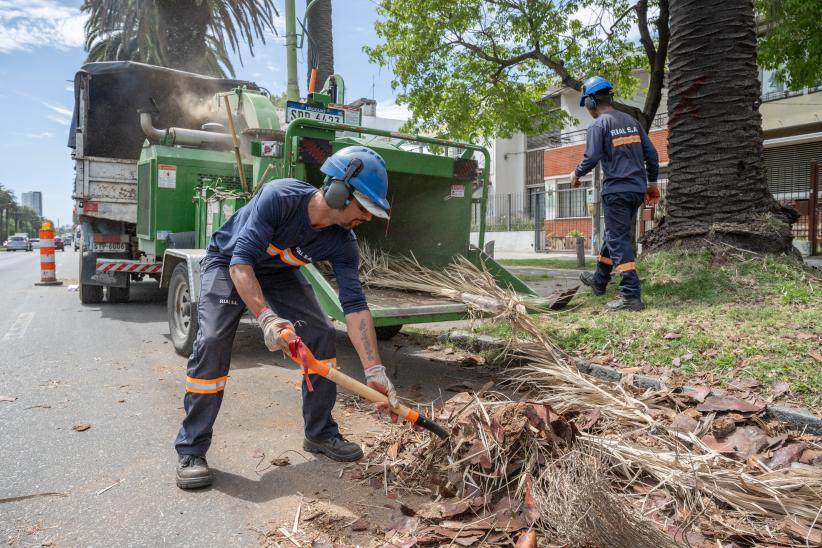 Extracción de palmeras afectadas por el picudo rojo, en Bv. Gra