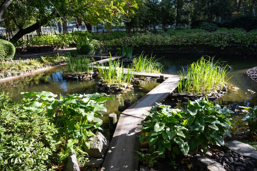 Reapertura del Jardín Japonés luego de tareas de limpieza gene