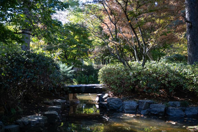 Reapertura del Jardín Japonés luego de tareas de limpieza gene