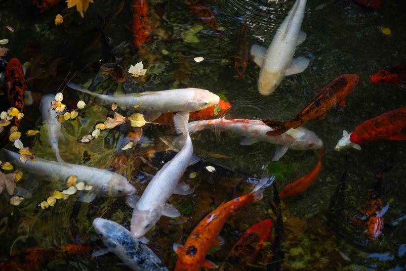 Reapertura del Jardín Japonés luego de tareas de limpieza gene