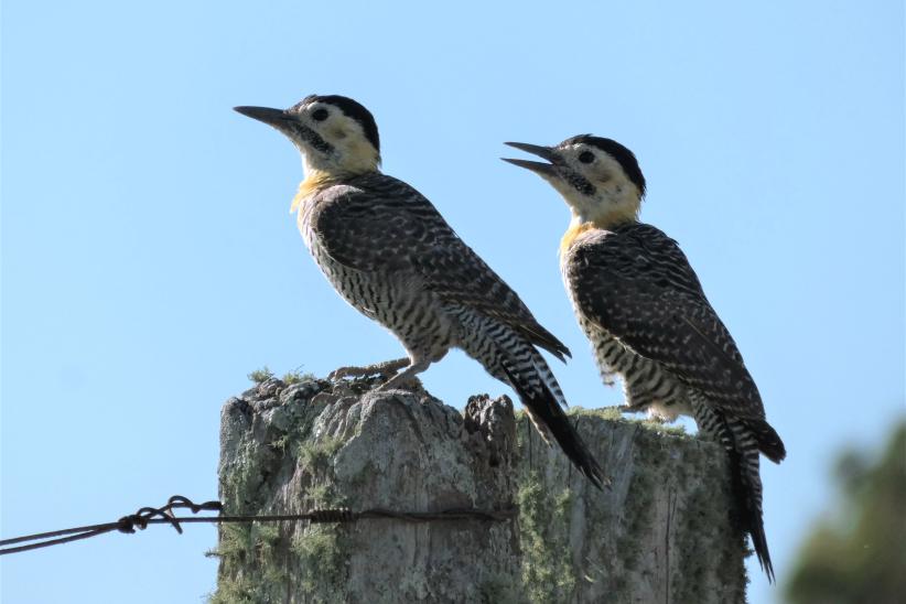 Carpintero. Tacuarembó, Uruguay, 2019