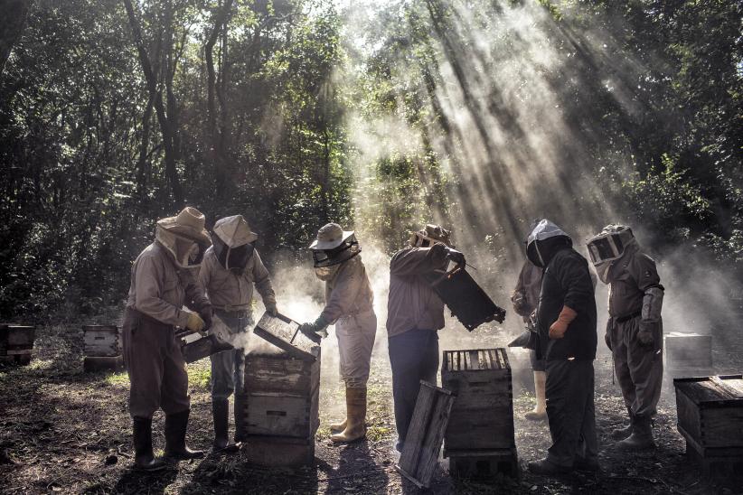 La miel de Dios. Estados Unidos, 2018 - 2020