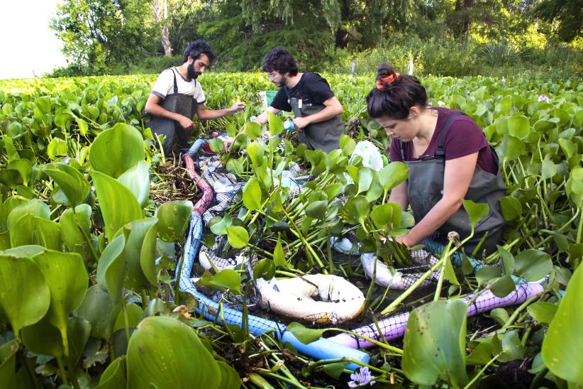 La temperatura: una señal que marca el ritmo de la vida.  En la laguna de los Cisnes (Maldonado), Guillermo Valiño, Juan Vázquez y Cecilia Jalabert colocan cuidadosamente los peces en refugios individuales