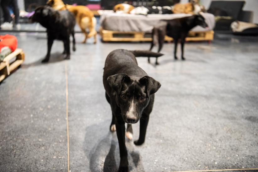 Inauguración del primer Centro de adopción permanente en Montevideo de Animales sin Hogar