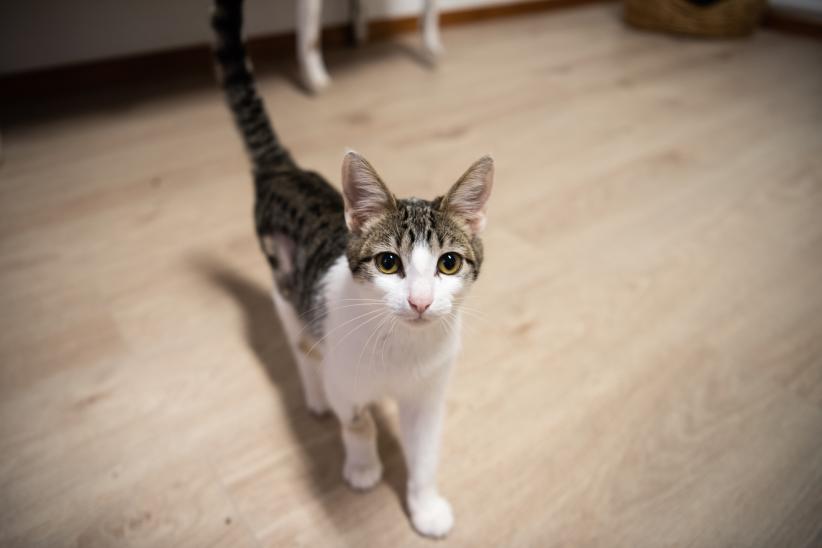 Inauguración del primer Centro de adopción permanente en Montevideo de Animales sin Hogar